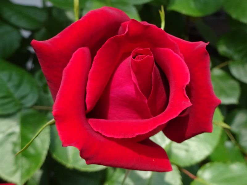 12月15日の誕生花 赤い薔薇 沈丁花 株式会社科学技術研究所
