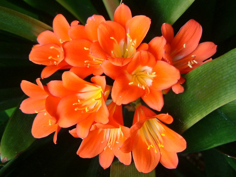 3月5日の誕生花はヤグルマギク クンシラン モモ 白 です 株式会社科学技術研究所