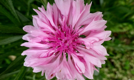 3月18日の誕生花はハナミズキ アザレア ピンク アスパラガス クチナシ トサミズキです 株式会社科学技術研究所
