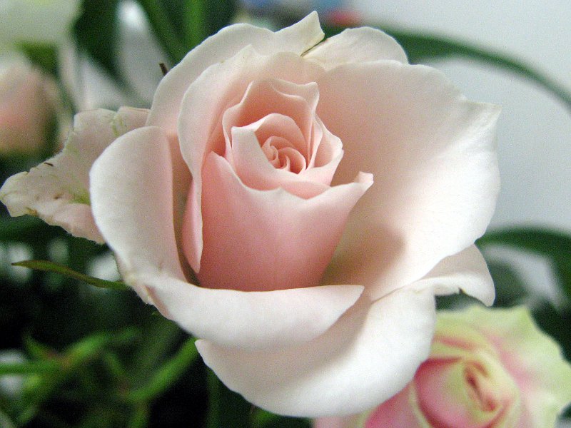 3月26日の誕生花はハナニラ バラ ピンク キンセンカ 橙 シュンランです 株式会社科学技術研究所