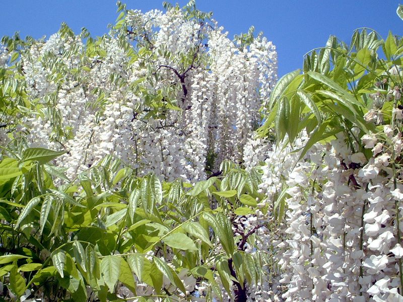 4月5日の誕生花はイチジク 藤 ワスレナグサ オオアラセイトウです 株式会社科学技術研究所