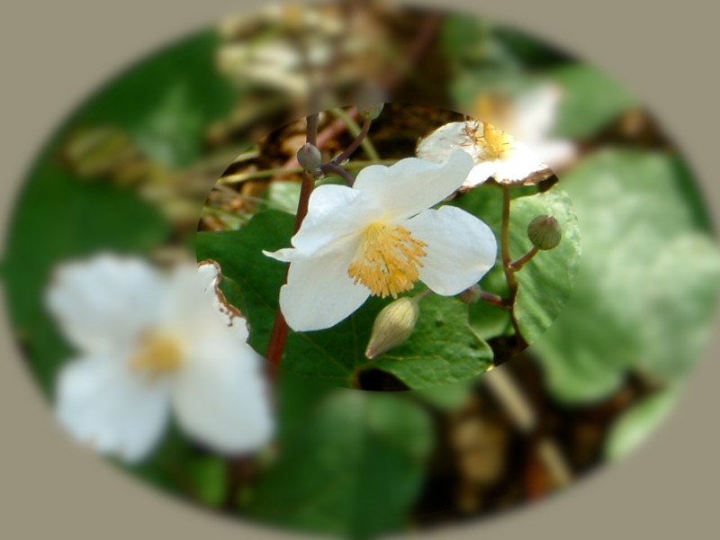 7月3日の誕生花は ケシ 白 です 白いケシにはシラユキゲシがあります かぎけん7月3日の誕生花 ケシ 白 株式会社科学技術研究所