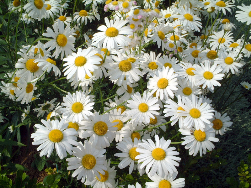 かぎけん花図鑑 9月3日の誕生花は マーガレット Marguerite 学名 Argyranthemum Frutescens です 花言葉は 恋の行方 です 株式会社科学技術研究所