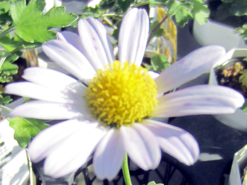 かぎけん花図鑑 9月10日の誕生花は 白いエゾギク 蝦夷菊 です 株式会社科学技術研究所