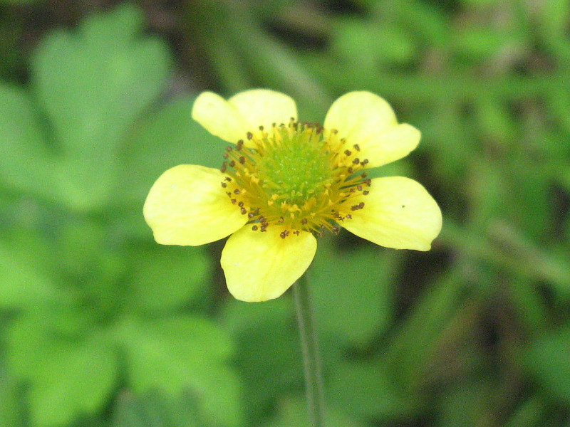 かぎけん花図鑑 9月4日の誕生花は ダイコンソウです 株式会社科学技術研究所