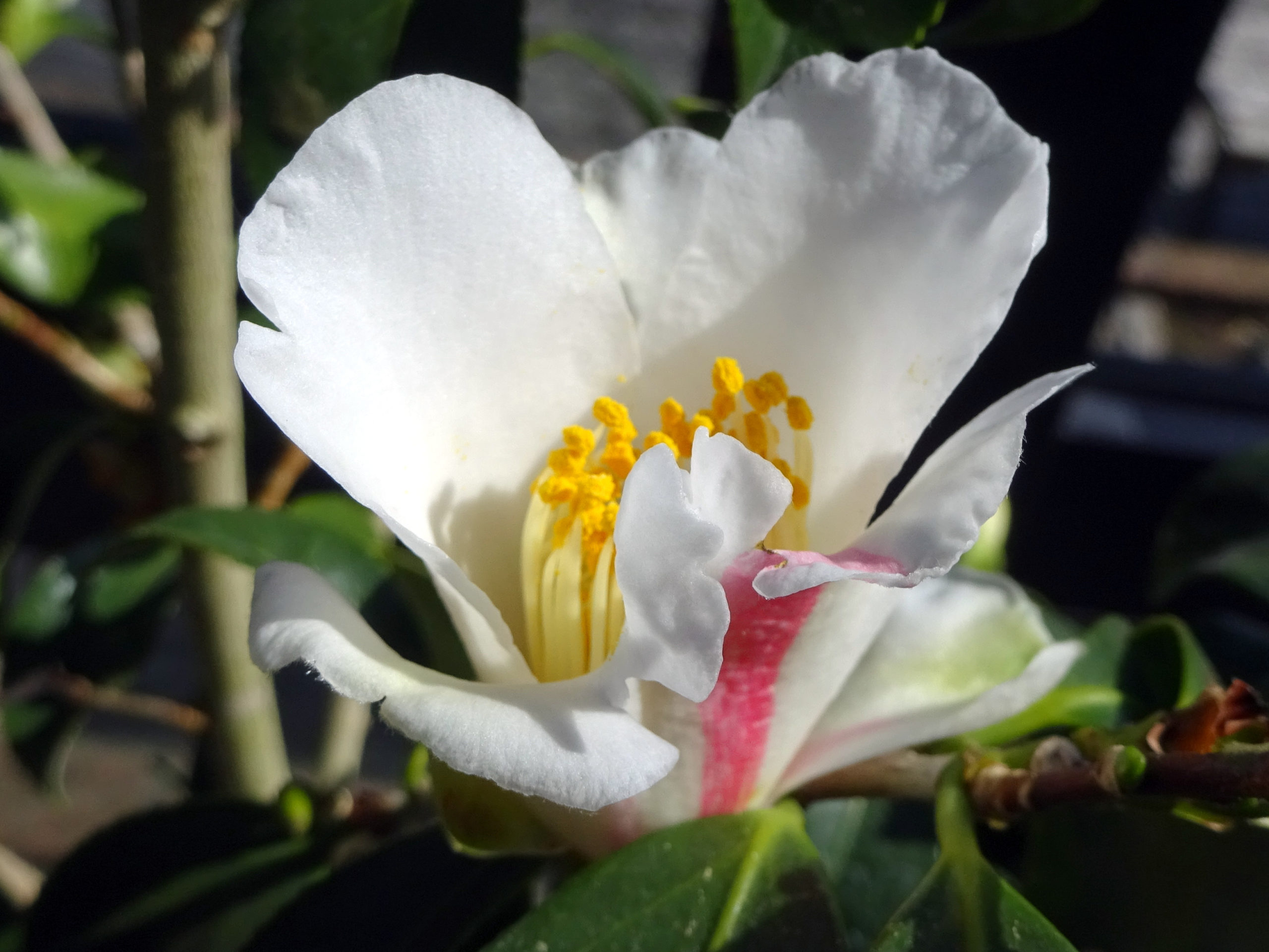 11月11日の誕生花は白椿です 株式会社科学技術研究所