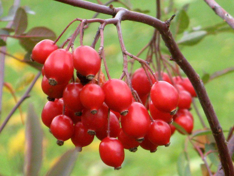 11月13日の誕生花は ナナカマドです 株式会社科学技術研究所