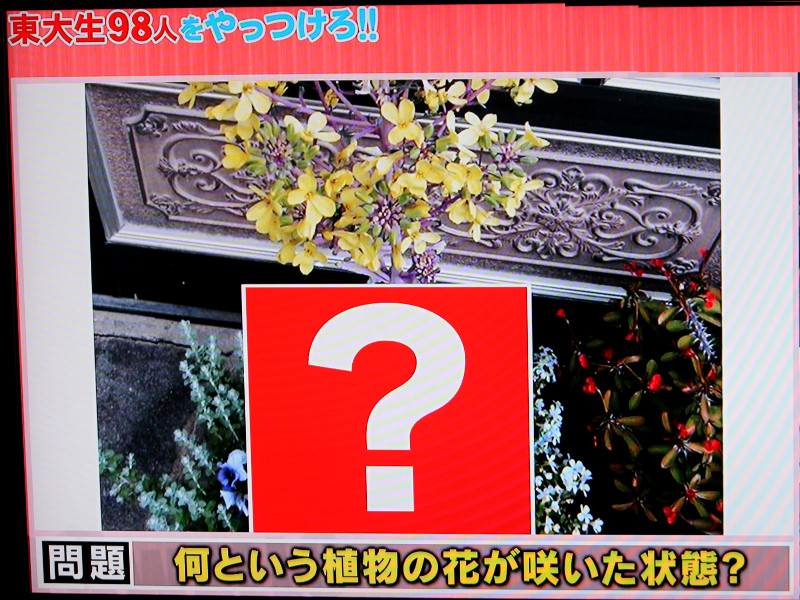 11月27日の誕生花は ハボタン等です 株式会社科学技術研究所