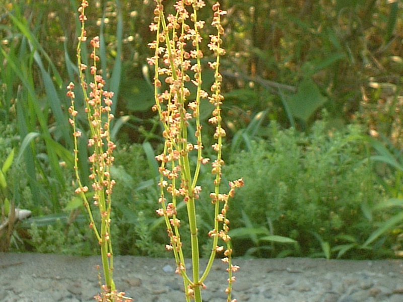 12月4日の誕生花はスイバです 株式会社科学技術研究所