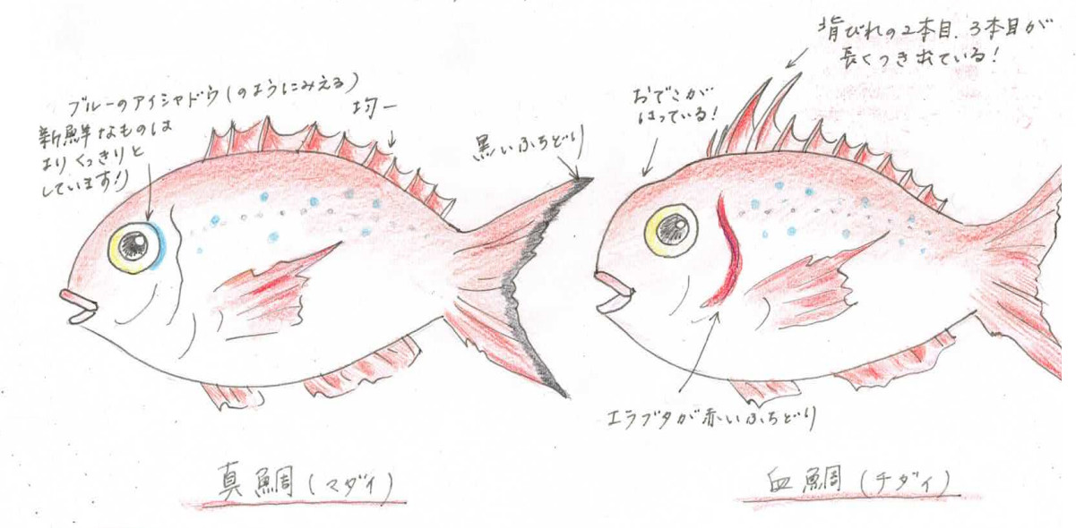 真鯛と血鯛の見分け方をイラストで紹介 株式会社科学技術研究所