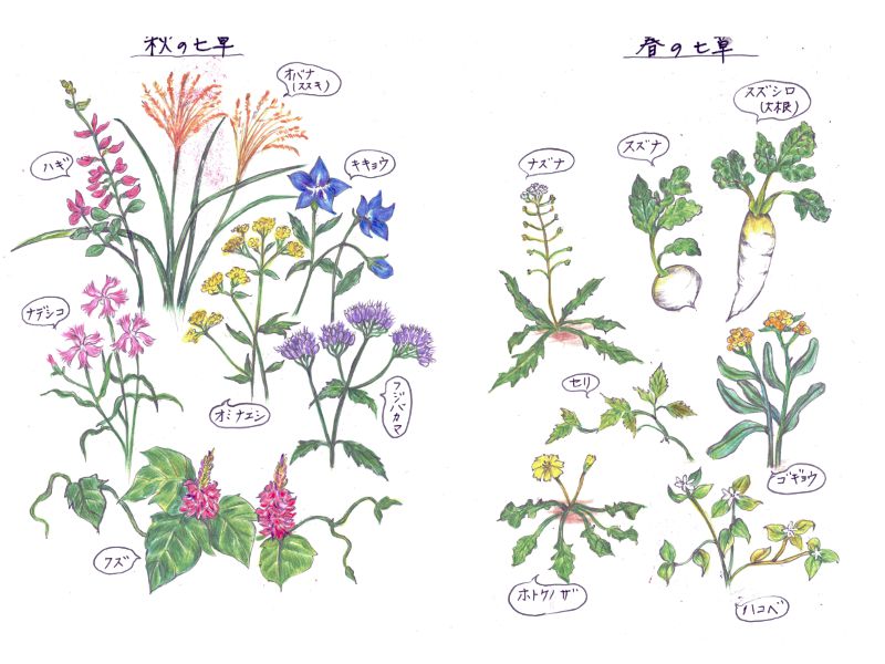 春の七草と秋の七草のイラスト 株式会社科学技術研究所