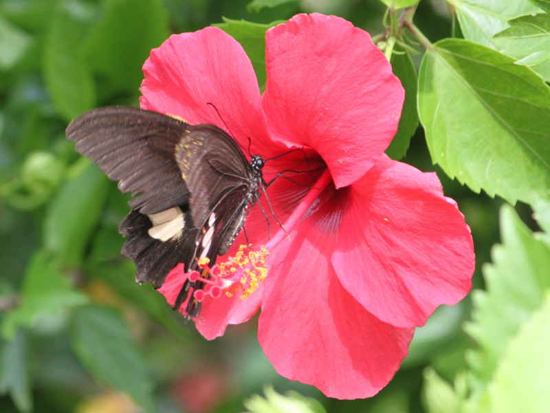 世界の国花 マレーシア Malaysia My ブンガラヤ ブッソウゲ Hibiskus Rosa Sinensis かぎけん花図鑑花日記22年8月27日 株式会社科学技術研究所