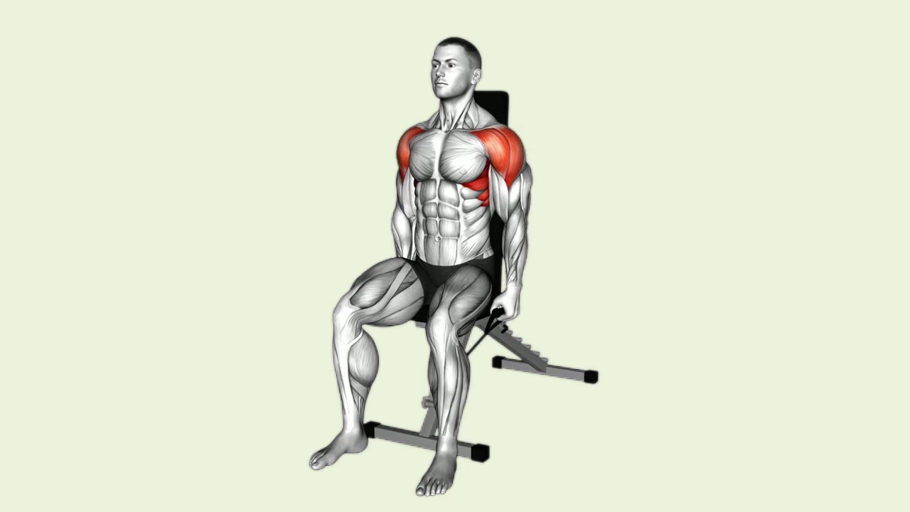 Seated Band Lateral Raises: how the movement is executed