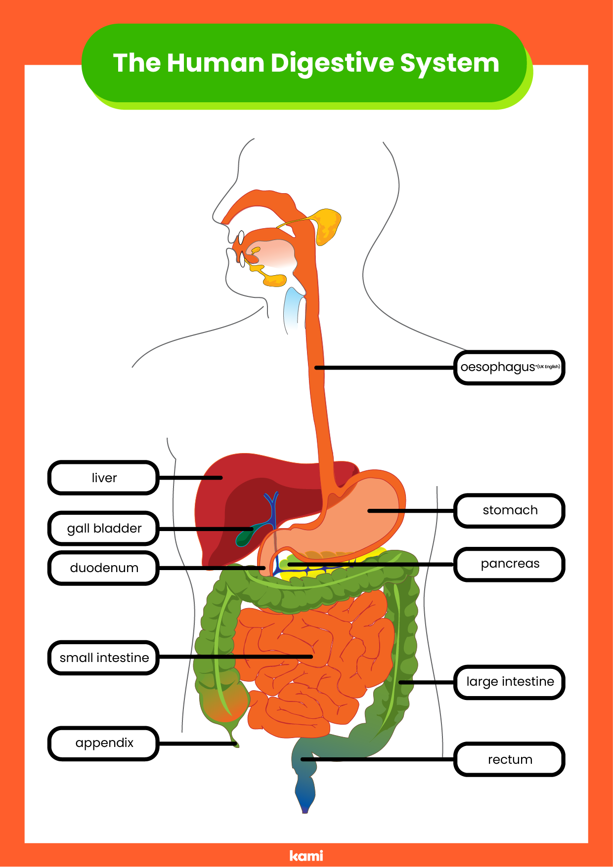 Digestive System Answer Key for Teachers Perfect for grades 10th