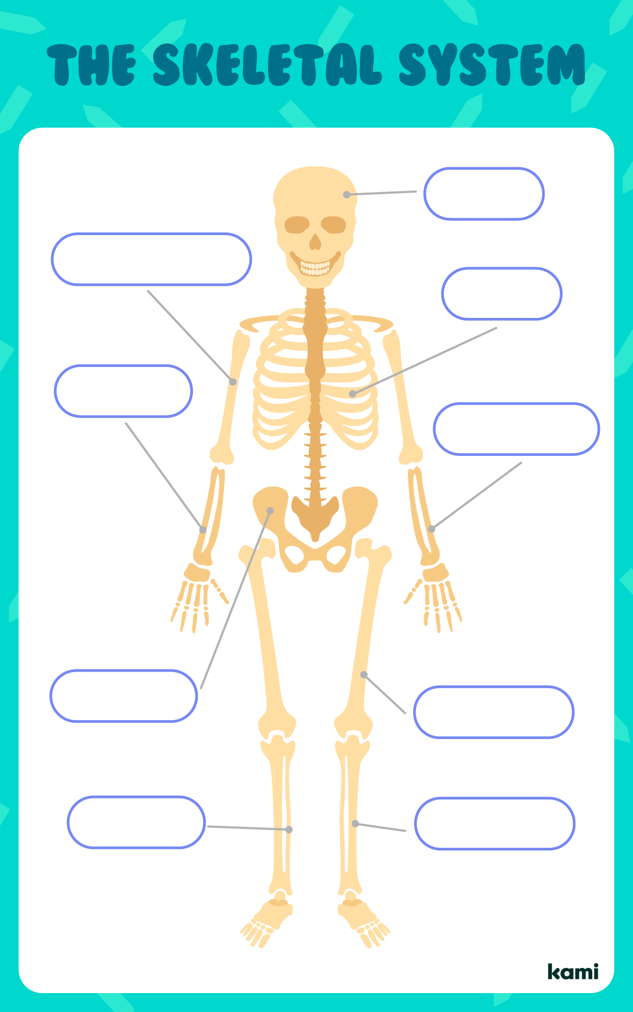 The Skeletal System for Teachers | Perfect for grades 10th, 11th, 12th,  5th, 6th, 7th, 8th, 9th | Science Classroom Resources | Kami Library