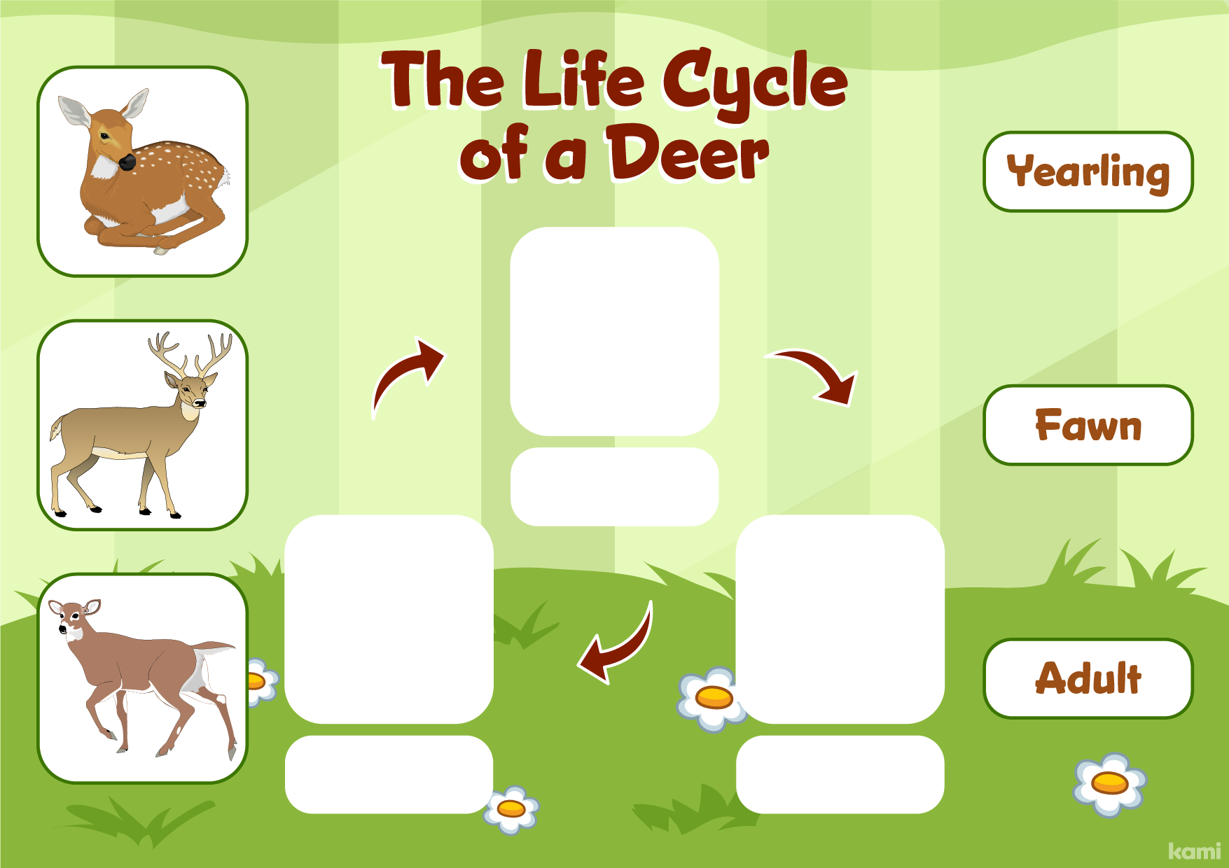 A deer life cycle for younger learners with a interactive activity.