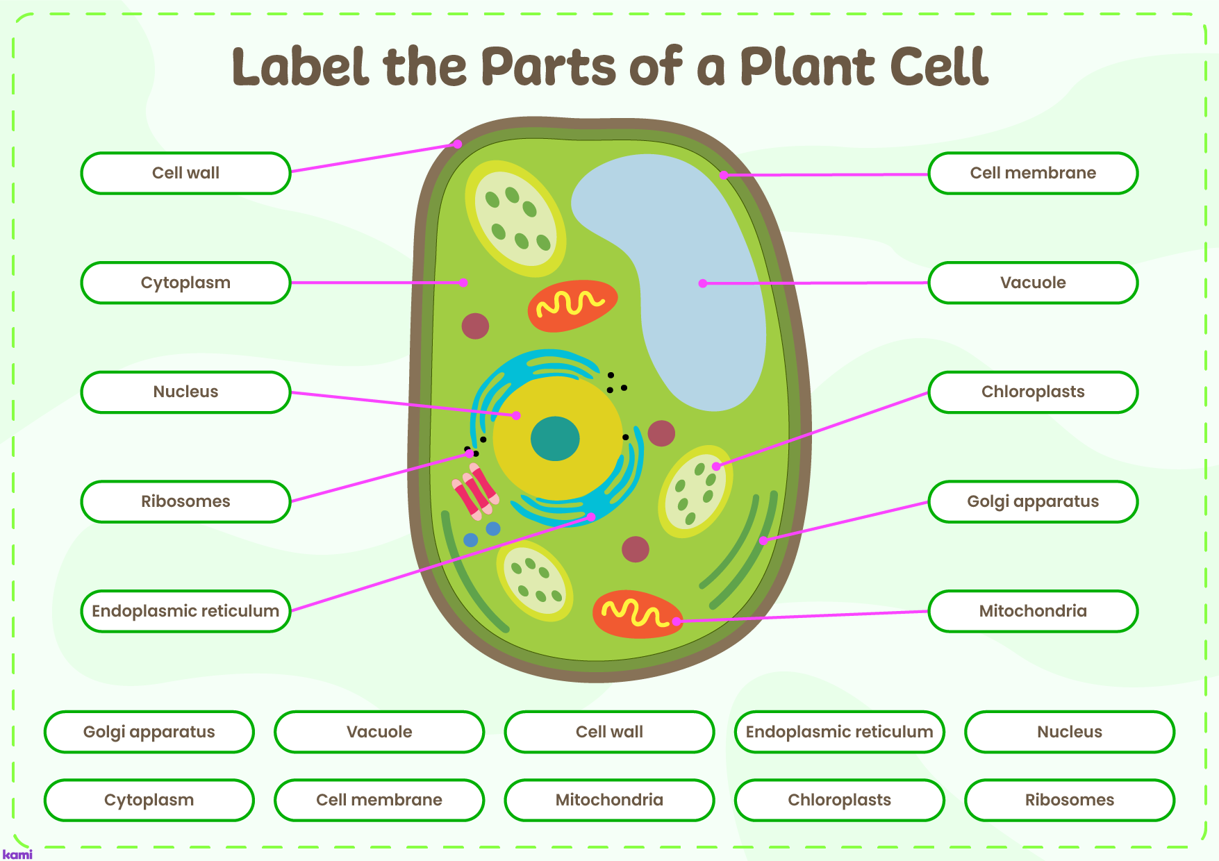 plant cell diagram for kids no labels