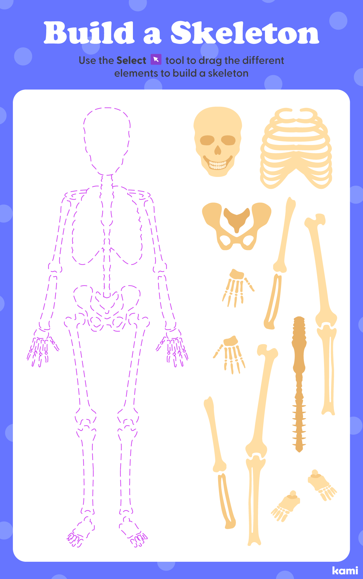 Build a Skeleton Activity for Teachers Perfect for grades 5th, 6th