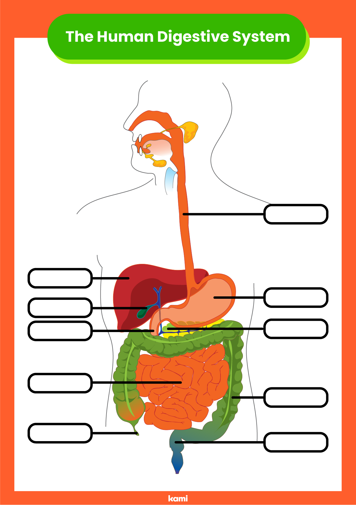 digestive system diagram for kids worksheet