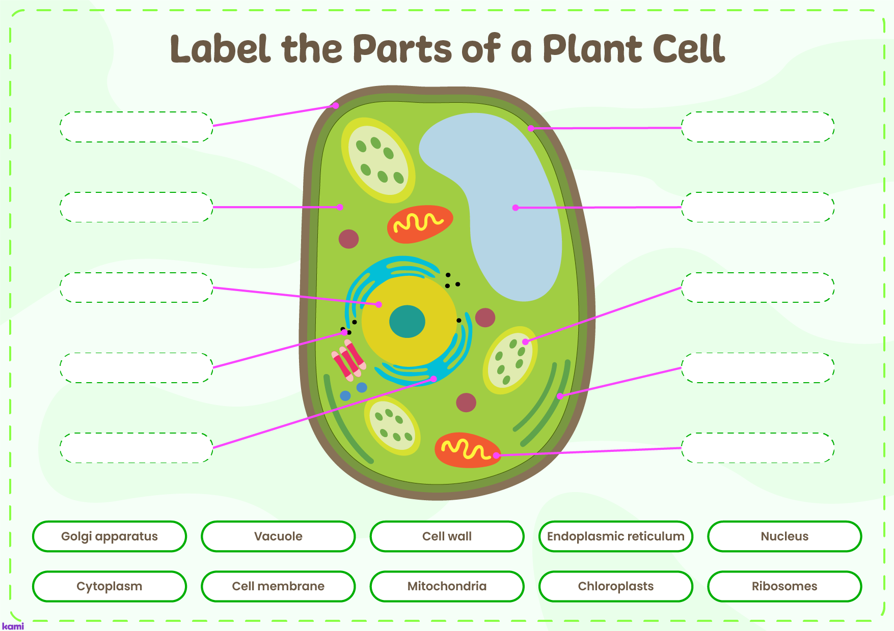 Interactive Parts Of A Plant Cell For Teachers Perfect For Grades 10th 11th 12th 8th 9th 1457