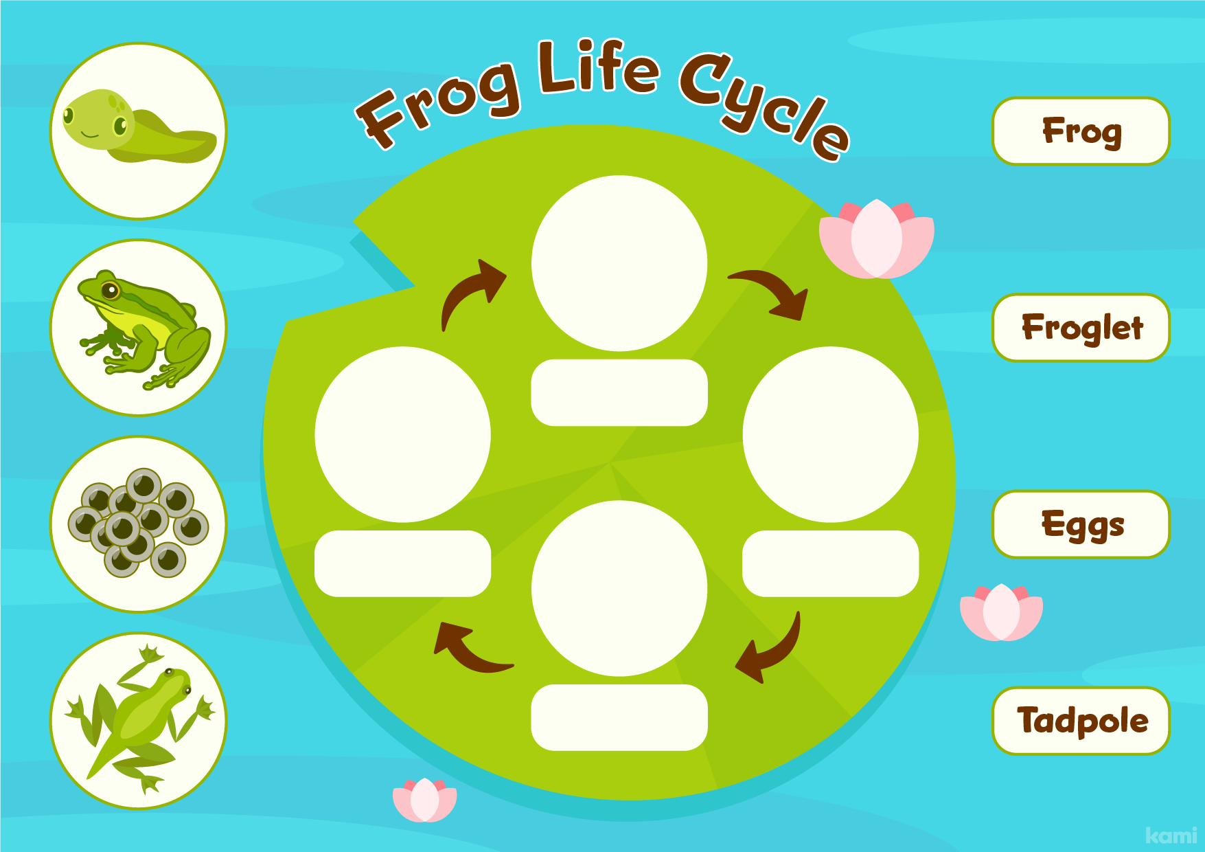 life cycle of a frog worksheet