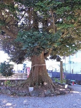 音無神社のタブの木