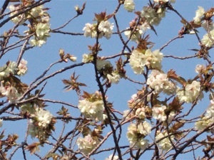 ウコン桜