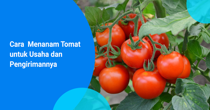 cara menanam tomat