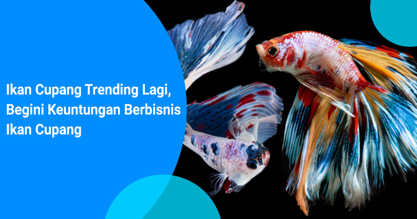 Bisnis ikan cupang