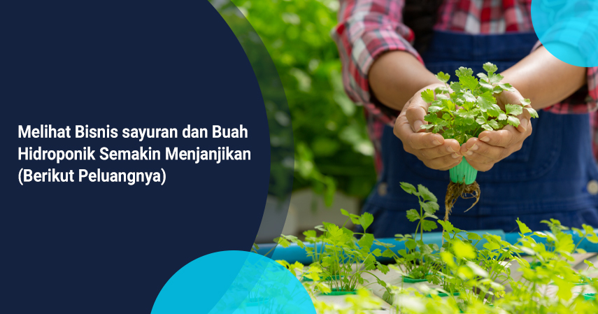 bisnis sayuran dan buah hidroponik semakin menjanjikan berikut peluangnya