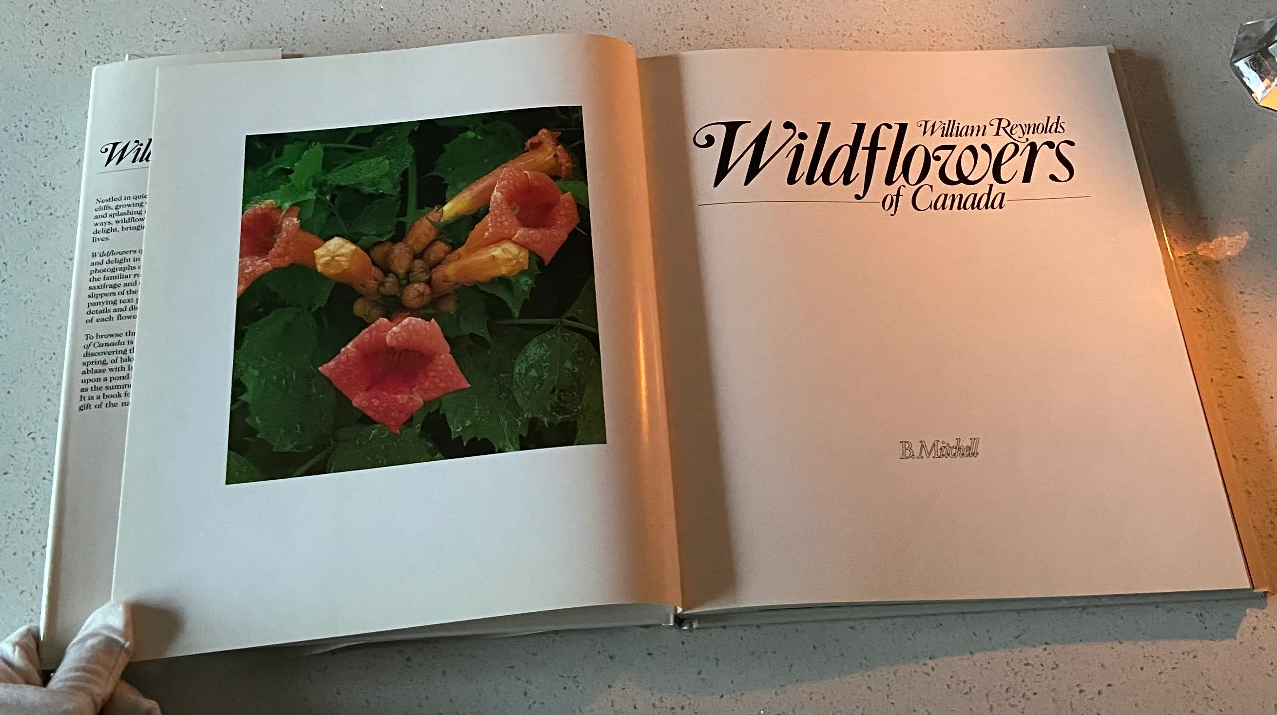 Wildflowers of Canada - Image 4