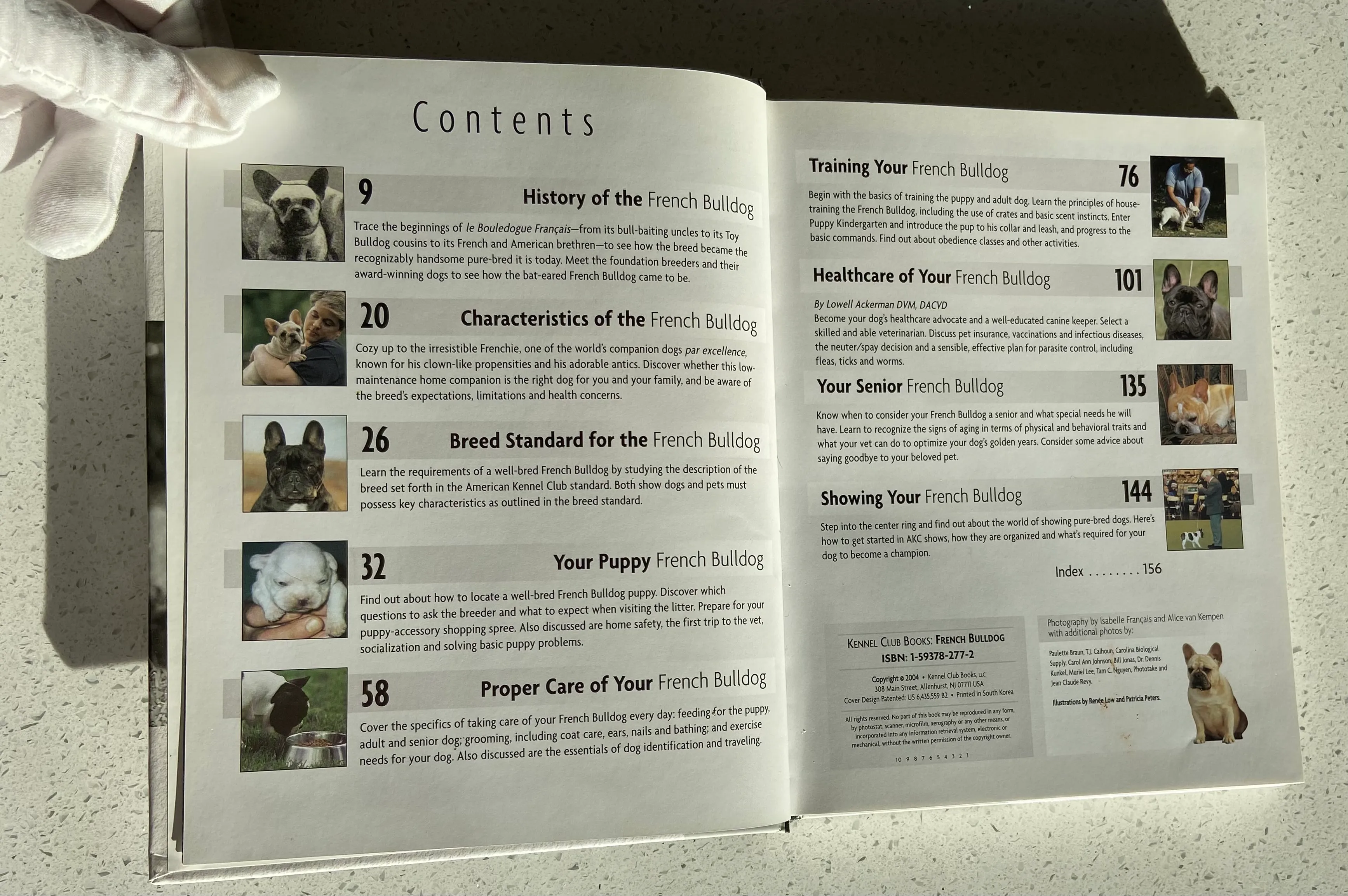 French Bulldog - Image 2