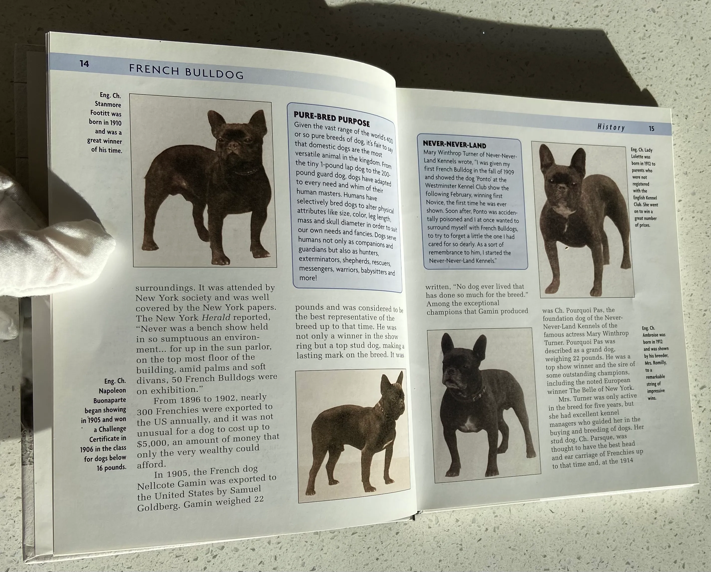 French Bulldog - Image 4