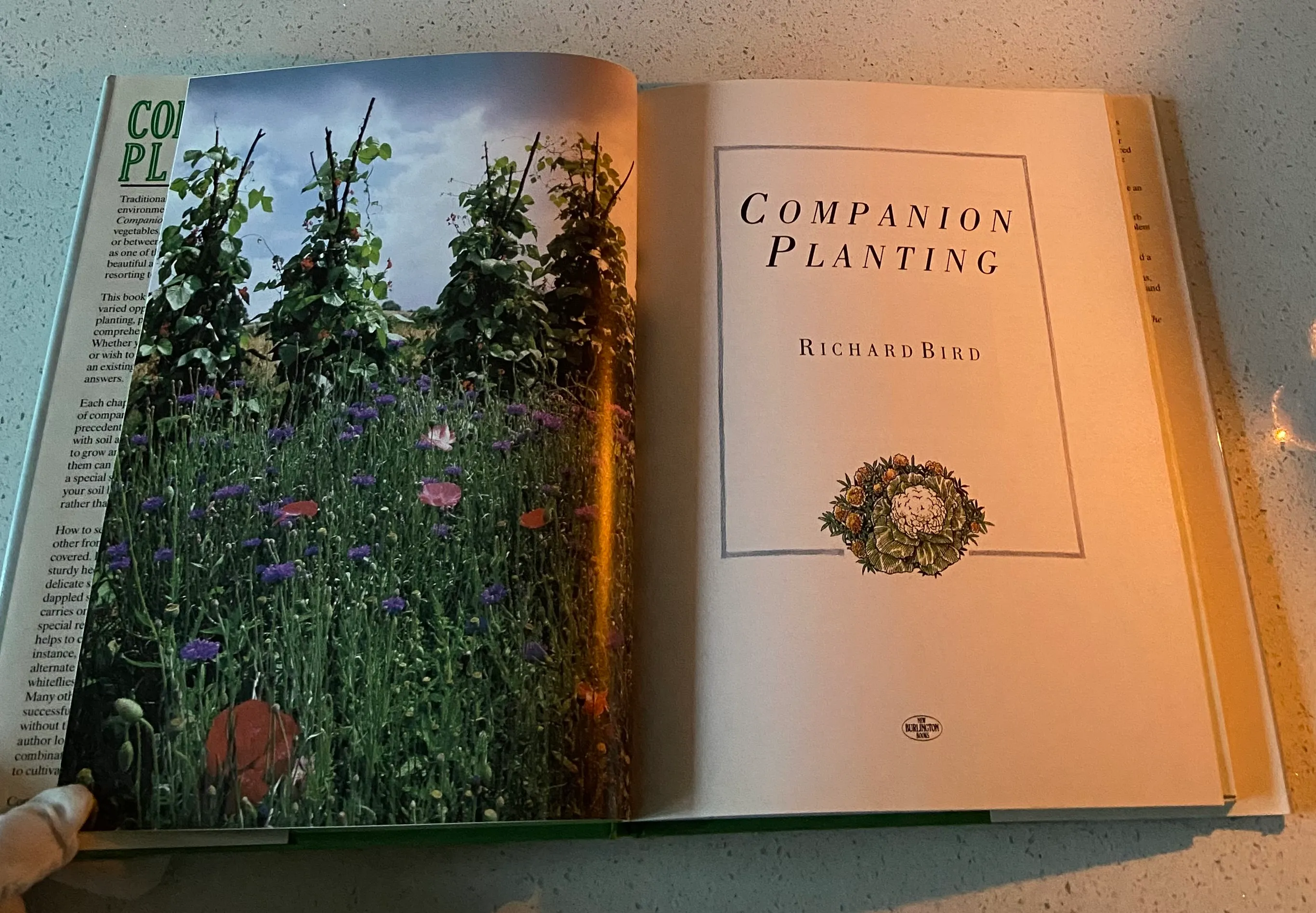 COMPANION PLANTING - Image 4