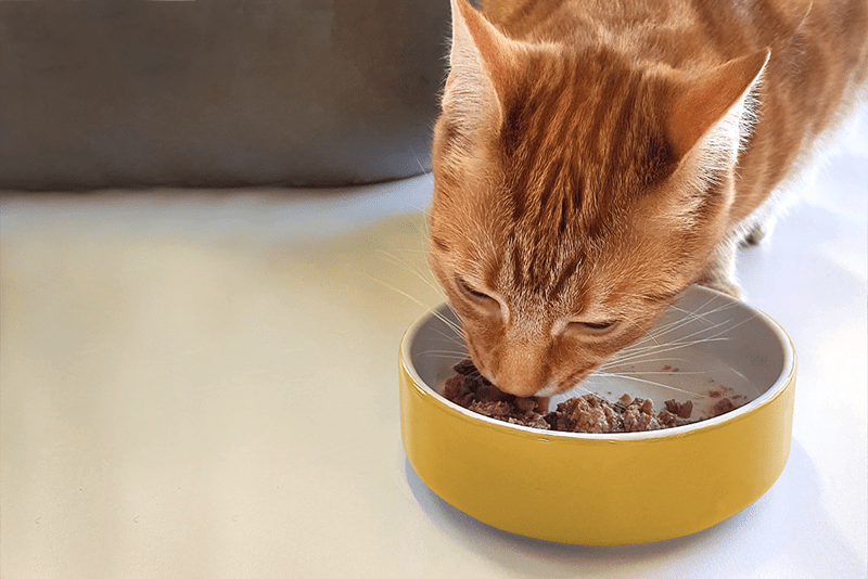 KatKin A fresh take on cat health KatKin Club