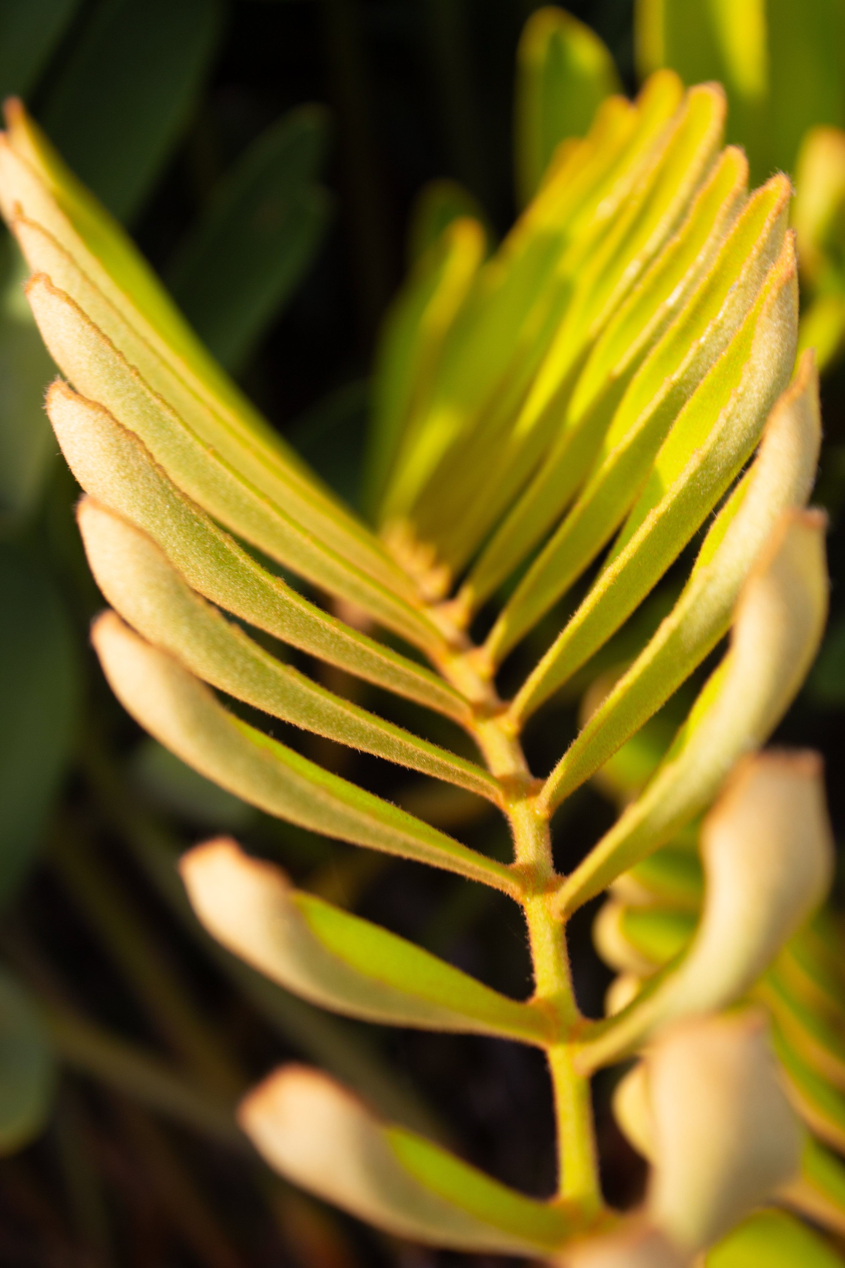 Costa-Rica-Plant