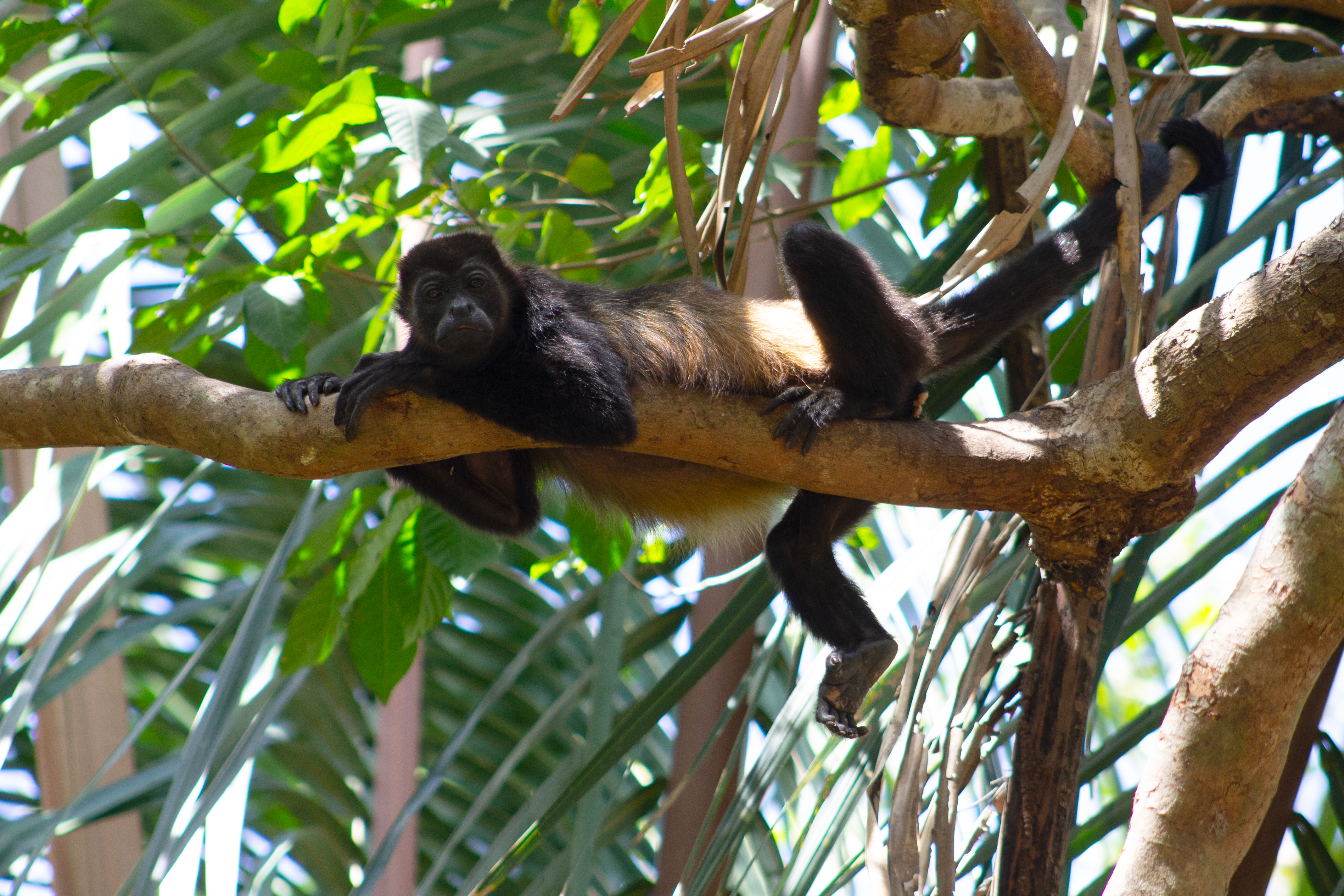 Howler-Monkey