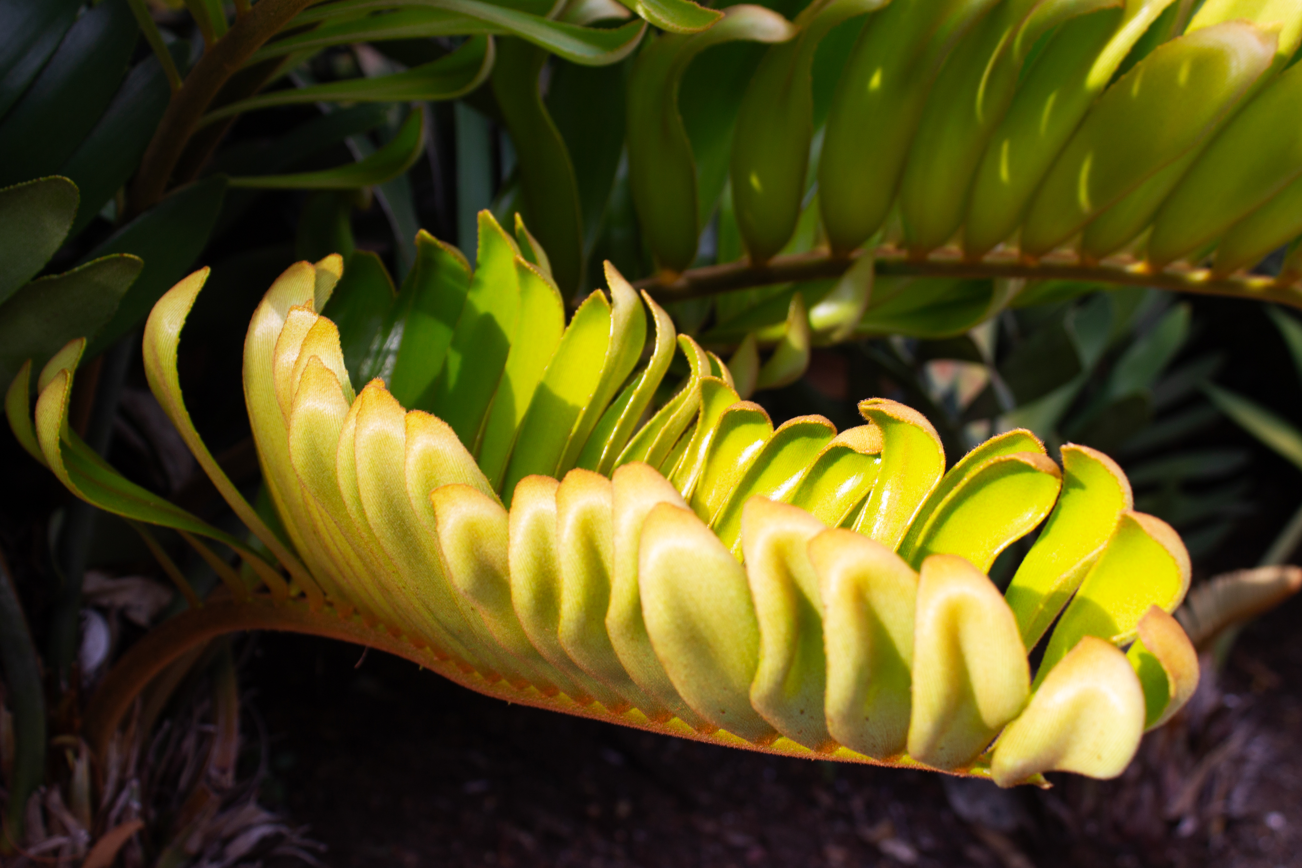 Leafy-Plant