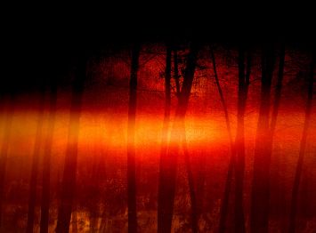 Rodolphe Martinez - Coucher de soleil dans les pins en automne 