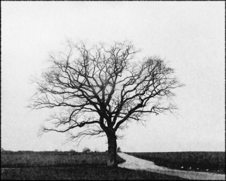 Franz Alias - L'arbre seul