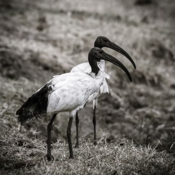 Levi Mendes - Thoth the african sacred ibis 