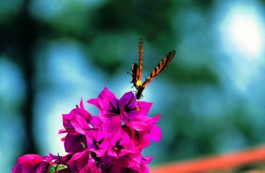 Leroyphoto - Papillon et nature 