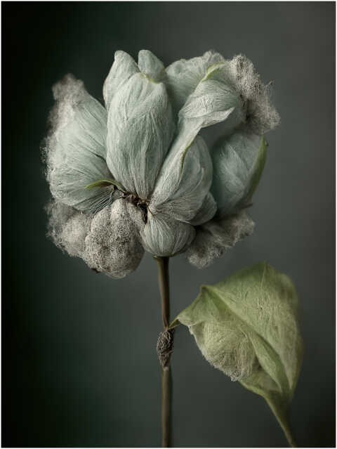 Régis Bodinier - Fleur de coton n°1