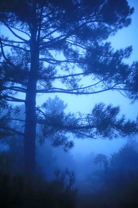Valéry Trillaud - La forêt bleue