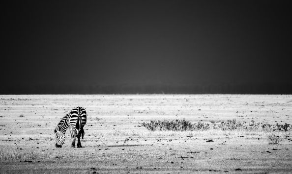 Levi Mendes - Manyara zebra 