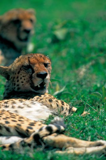 Leroyphoto - Sieste d'un couple de guépard en tanzanie 