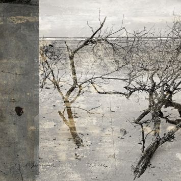 Thierry Boitier - Dead trees