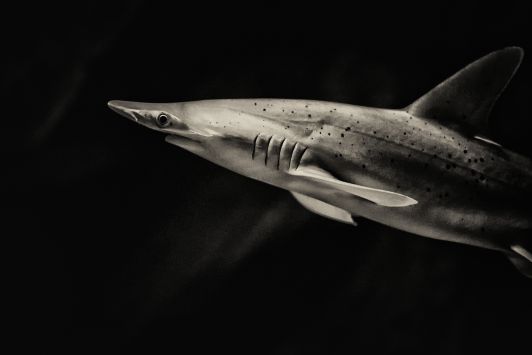 Stanislas Ledoux - Requin tiburo