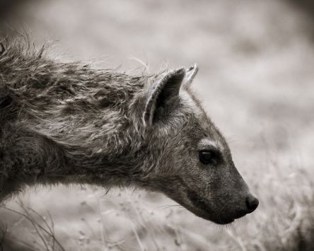 Levi Mendes - Ngoro hyena 