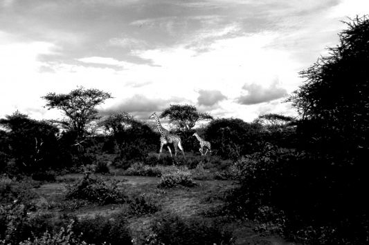 Leroyphoto - Girafe et girafon. tanzanie 